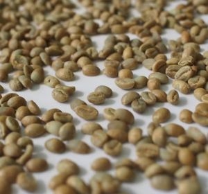 Giống cà phê heirlom